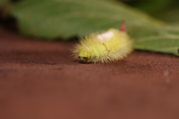 Calliteara pudibunda