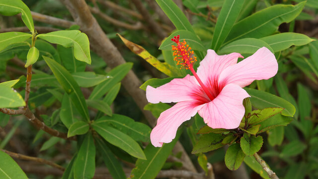 Pistilo y estambre de un hibisco.