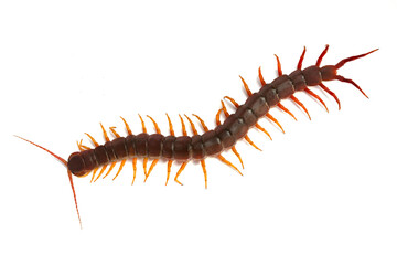 centipede (Scolopendra sp.) Giant centipede isolated on white background. The top view of a living...