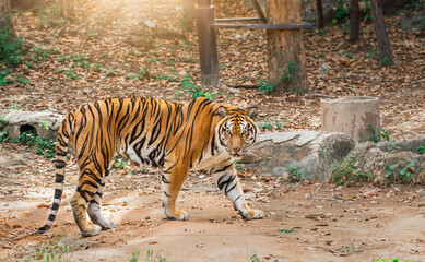 Great tiger male in the nature habitat. Tiger walk during the golden light time. Wildlife scene...