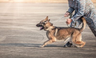 Soldiers from the  K-9 unit demonstrations to attack the enemy , the green lawns. learn the human language. Dogs can follow orders well. German Shepherd dog stand.