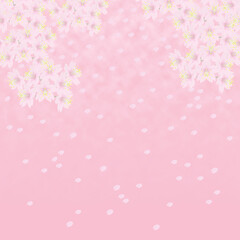 Obraz na płótnie Canvas 背景イメージ素材　満開の桜と花びら（4）