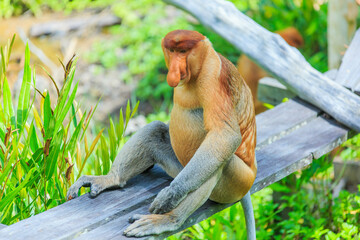 proboscis monkey or nasalis larvatus