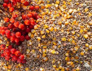 Autumn background for Thanksgiving. A mixture of wheat and corn grains and red mountain ash berries. Bird food