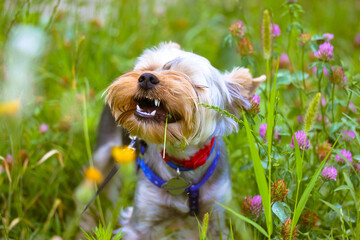 A funny little Yorkshire terrier dog with open mouth chewing on grass in a blooming meadow in summer, spring. Funny furry puppy on a natural landscape among yellow, pink flower. Cute doggy, pet canine