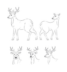 Set of deer. Different views from different sides. Outline.