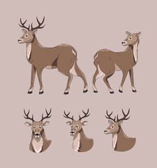 Set of deer. Different views from different sides.