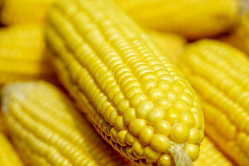 Close up to yellow corn cob with the blurred background for agriculture, plant concept