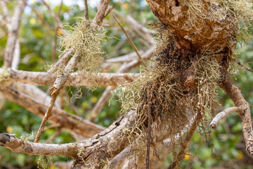 dry mosses clinging to branches in a mangrove area in Brazil - close up selective focus