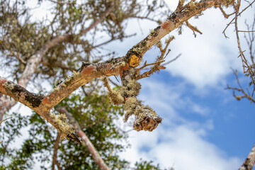 dry mosses clinging to branches in a mangrove area in Brazil - close up selective focus