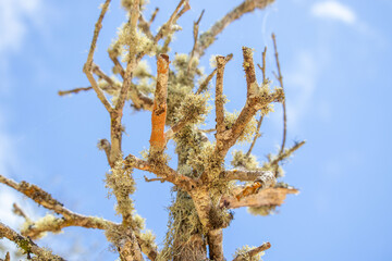 dry mosses clinging to branches in a mangrove area in Brazil - close up selective focus