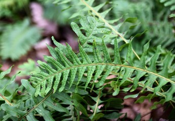 fern leaf in the forest