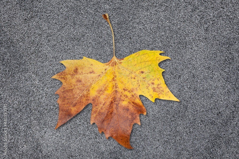 Wall mural halloween minimal concept with dry autumn leaf, holiday fun background