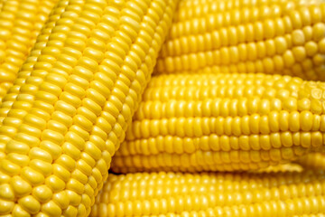 Close up to yellow corn cob with the blurred background for agriculture, plant concept.