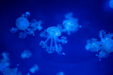 Beautiful jellyfish in the neon light in aquarium, nature background