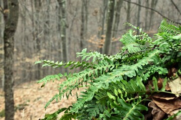 fern in the forest
