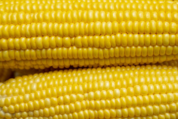 Close up to yellow corn cob with the blurred background for agriculture, plant concept.