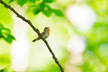 A male red-breasted flycatcher (Ficedula parva) singing loud in a green forest.