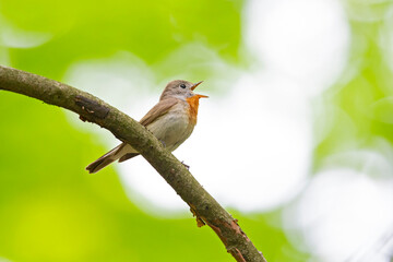 A male red-breasted flycatcher (Ficedula parva) singing loud in a green forest.