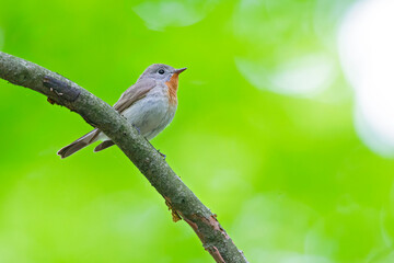 A male red-breasted flycatcher (Ficedula parva) singing loud in a green forest.