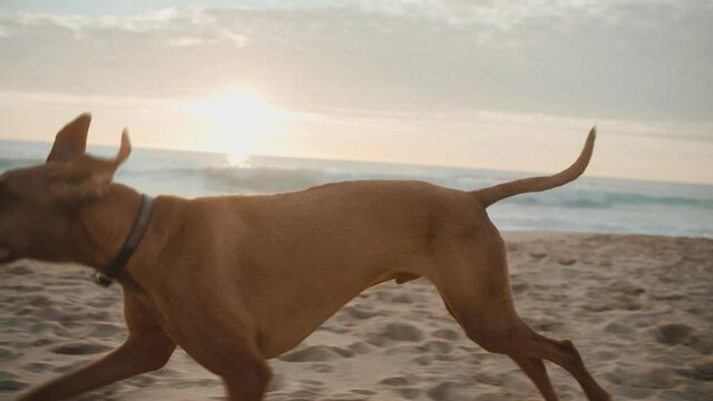 dog on the beach