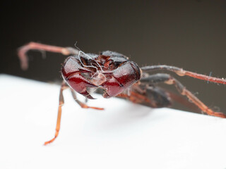 Close up shoot of Thelyphonida