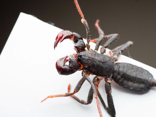 Close up shoot of Thelyphonida