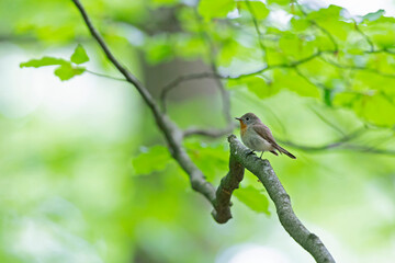 A male red-breasted flycatcher (Ficedula parva) singing loud in a green forest.