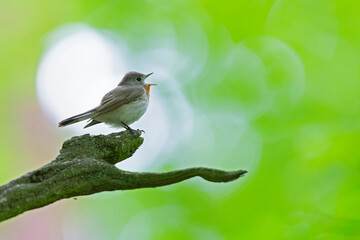 A male red-breasted flycatcher (Ficedula parva) singing loud in a green forest.