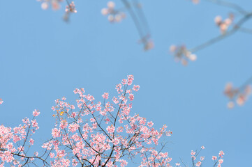 wild himalayan cherry or prunus cerasoides, sakura or pink flower background