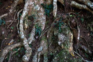 森の中にある木の根っこ