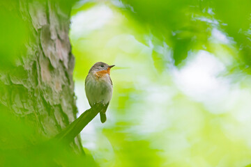 A male red-breasted flycatcher (Ficedula parva) singing loud in a green forest.