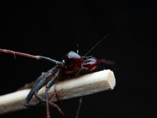 Close up shoot of Thelyphonida