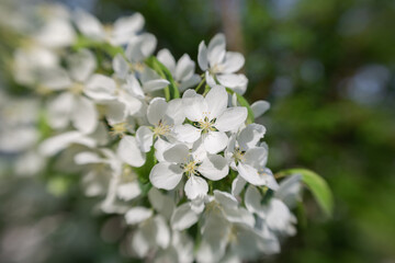 The pear blooms with white flowers on a sunny day. Soft focus. Spring landscape.