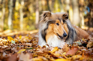 Beautiful rough collie dog. One year. The dog is lying in a leaf. Against the background of the...