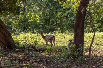 Sri Lanka. The ancient city of Polonnaruwa. Bambi deer graze in a tropical green forest on a clear sunny day against the background of trees.