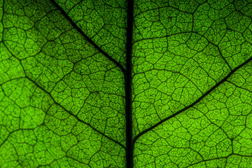 Abstract closeup green leaf texture background