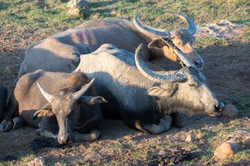 Close up to Thailand buffalo cute animal that had been helpful for agriculture and plantation concept.