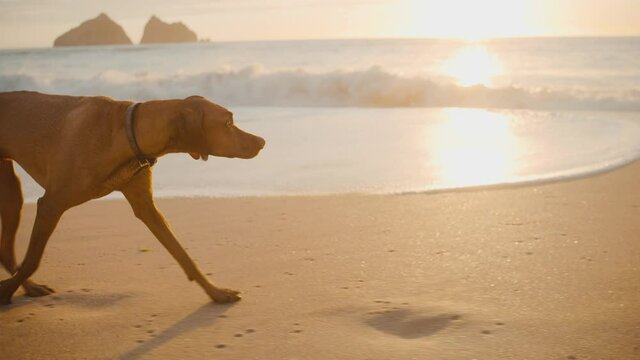 dog on the beach