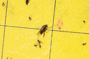 Insects stuck to yellow sticky traps used to monitoring pest emergence