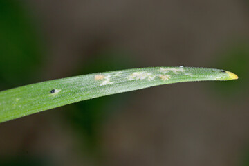 Fototapeta na wymiar Wheat leaf damaged by leafhoppers.