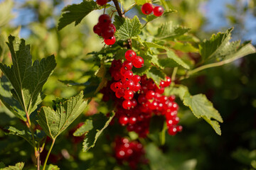 red currant on a branch with green leaves on a sunny day