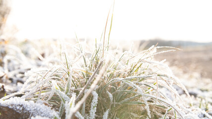 gefrorene wiese im winter bei gegenlicht close-up wetter frostig © R. S.