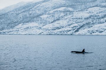Obraz premium Orca watching in northern Norway above the arctic circle in Winter