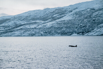 Obraz premium Orca watching in northern Norway above the arctic circle in Winter
