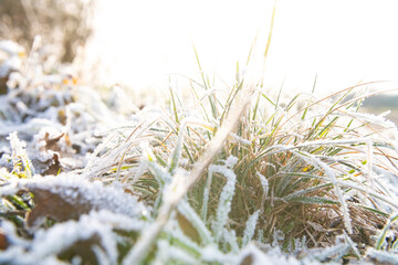 gefrorenes gras im gegenlicht close-up wetter