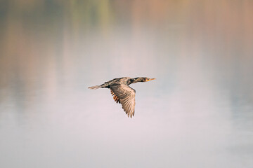 Carambolim Lake, Goa, India. The Indian Cormorant Flying Above Water Surface In Sunny Morning. Indian Shag (Phalacrocorax Fuscicollis) Is A Member Of The Cormorant Family