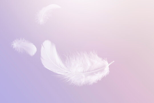 Lightly of White Fluffly Feathers Floating The Air. Swan Feather Flying on Heavenly. Down Feathers