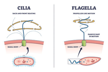 Cilia and flagella biological structure difference comparison outline diagram. Labeled educational microorganisms closeup view with basal body and bacteria motion types explanation vector illustration - obrazy, fototapety, plakaty
