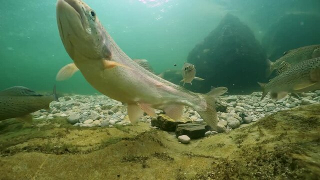 Underwater footage of swimming Rainbow trout, Oncorhynchus mykiss. Group of Trouts. Underwater river habitat. Freshwater fish swimming in the clean river. Diving in fresh water. Snorkeling. Steelhead
